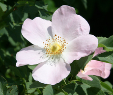 Heckenrose-082.jpg